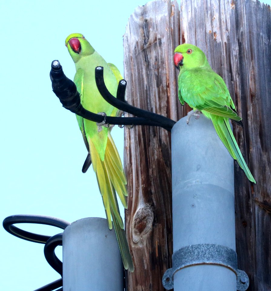 ROSE-RINGED PARAKEET (9-17-2017) oahu cemetary, honolulu co, oahu, hawaii -08