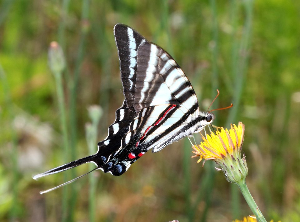 SWALLOWTAIL, ZEBRA (Paplio marcellus) (6-4-2017) railroad ditch road, great dismal swamp nwr, virginia-03