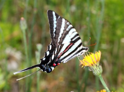 SWALLOWTAIL, ZEBRA (Paplio marcellus) (6-4-2017) railroad ditch road, great dismal swamp nwr, virginia-03