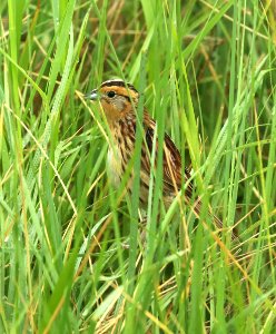 887 - LECONTE'S SPARROW (6-9-2018) grand forks co, nd -12