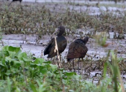 Glossy Ibis