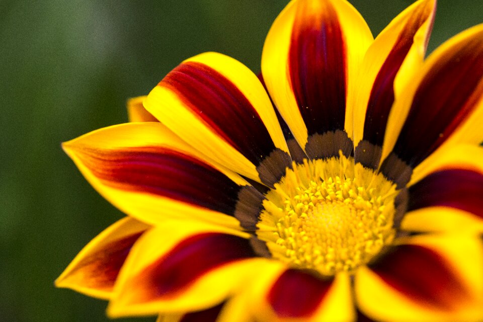 Spring plant bloom