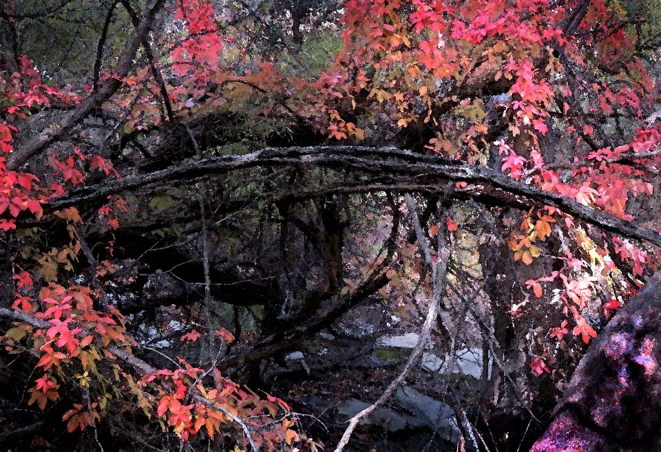 HUACHUCA MOUNTAINS, Ramsey Canyon, AZ (11-2-2019) fall color -24 PHOTOSHOP WATERCOLOR