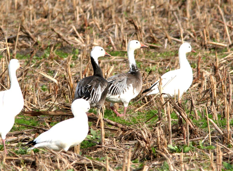 012 - SNOW GOOSE blue morph (1-2-09) brazoria co,tx