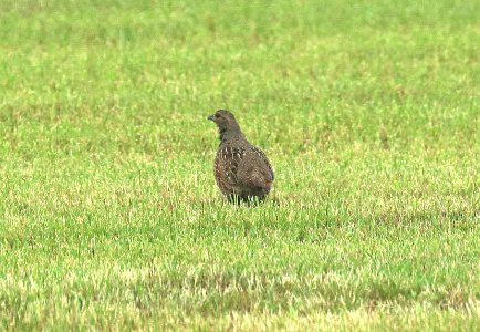 075 - GRAY PARTRIDGE (6-9-2018) grand forks co, nd -15