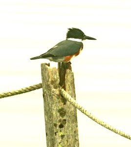 518 - BELTED KINGFISHER (9-18-2018) hancock co, maine