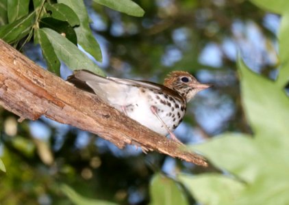 746 - WOOD THRUSH (6-10-2017) howell woods learning center, johnston co, nc -01 (3)