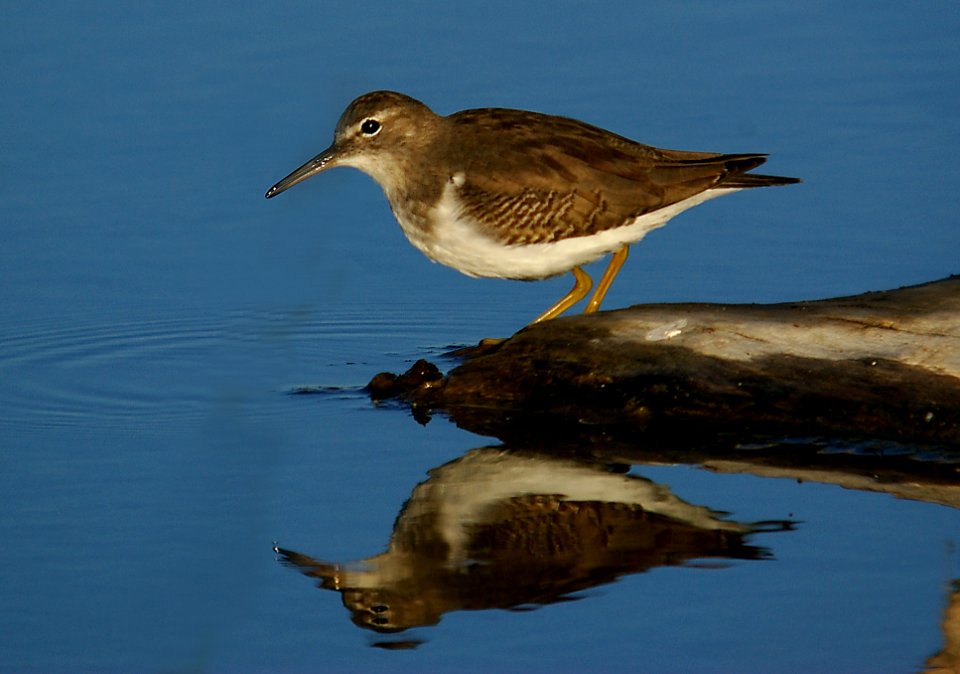 SANDPIPER, SPOTTED (10-6-05) morro bay, slo co, ca
