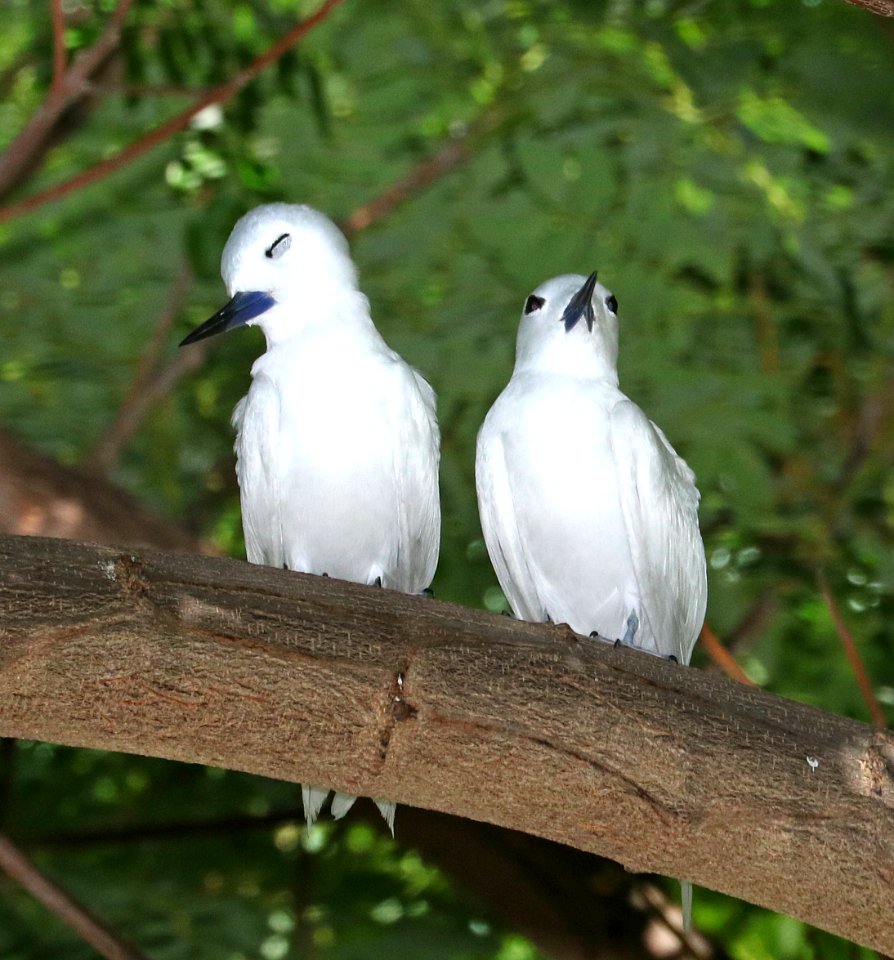 WHITE TERN (9-17-2017) oahu cemetary, honolulu co, oahu, hawaii -03