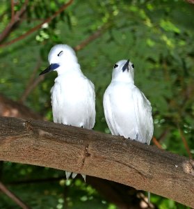 WHITE TERN (9-17-2017) oahu cemetary, honolulu co, oahu, hawaii -03