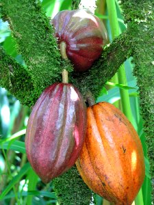 Cacao: moss on stems due to moist environment photo