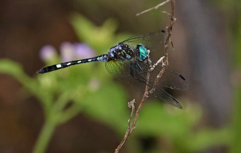 DASHER, THORNBUSH (Micrathyria hegenii) (11-11-2016) santa ana r w r, hidalgo co, tx -03