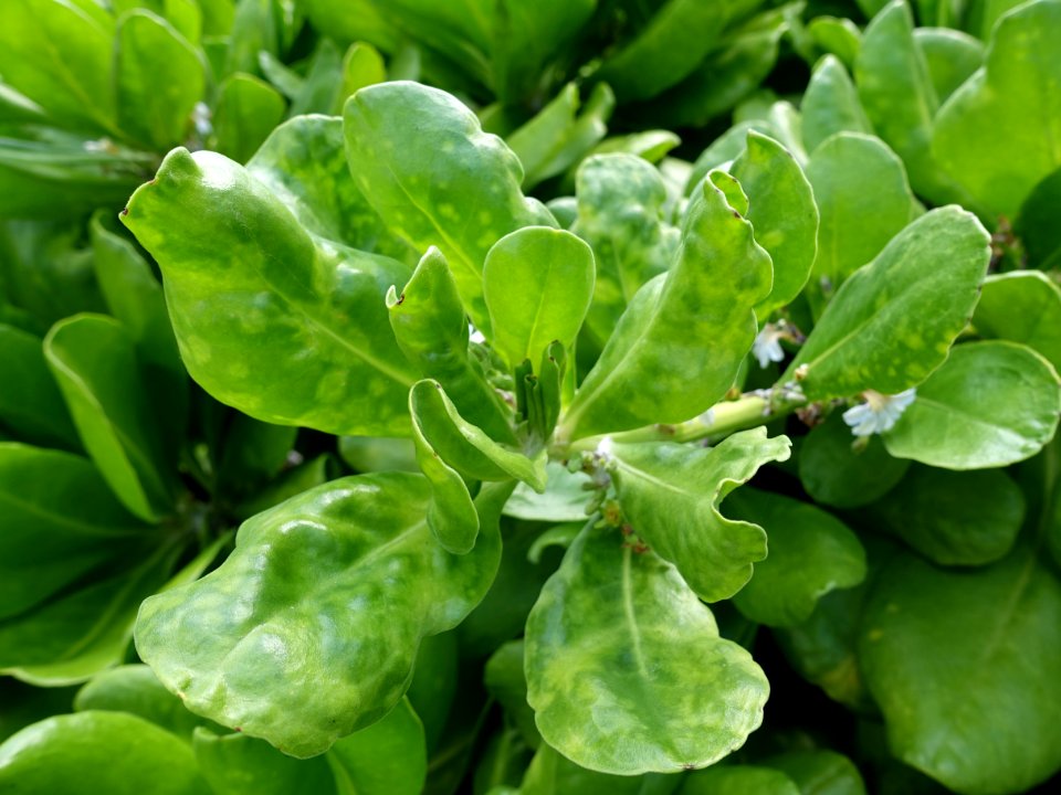Beach naupaka (Scaevola taccada): Mosaic