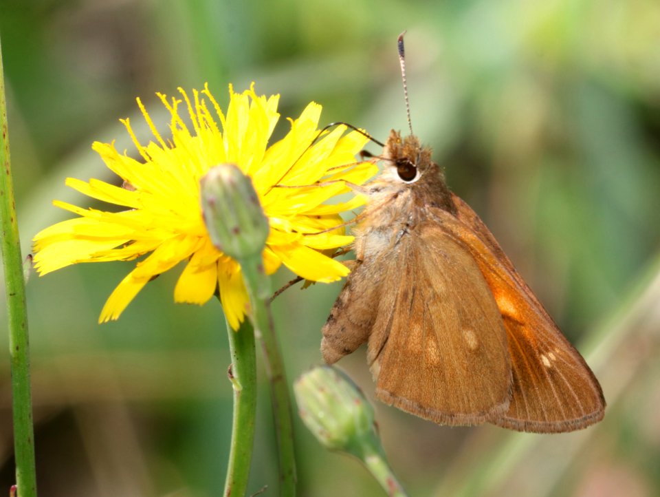 SKIPPER, BROAD-WINGED (Poanes viator) (6-4-2017) railroad ditch road, great dismal swamp nwr, virginia-01