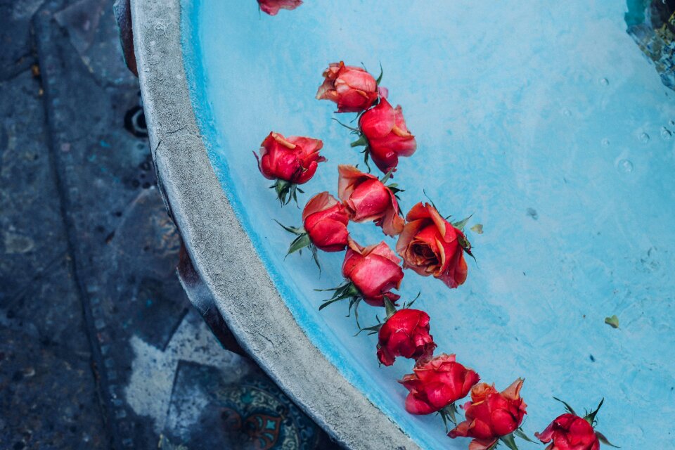 Flowers nature blue rose