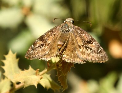 DUSKYWING, MERIDIAN (Erynnis meridianus) (10-3-2019) rte 59, bradshaw mts, yavapai co, az -02