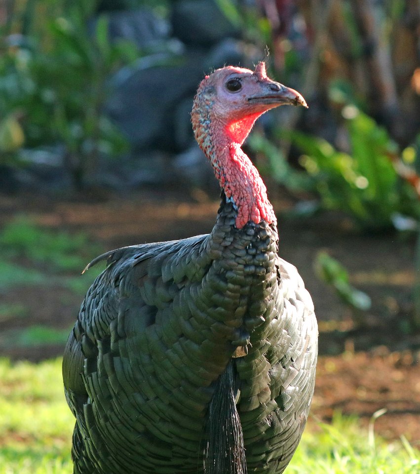 WILD TURKEY (9-2-2017) kona area, hawai'i co, hawaii -02