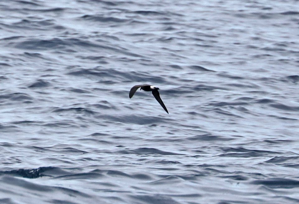 150 - BAND-RUMPED STORM-PETREL (5-31-2017) off hatteras, dare co, nc (2)