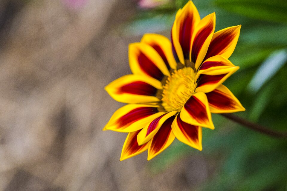 Spring plant bloom