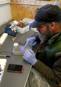 28 of 35 Conducting Brucellosis exposure test at Stephens Creek lab 3650