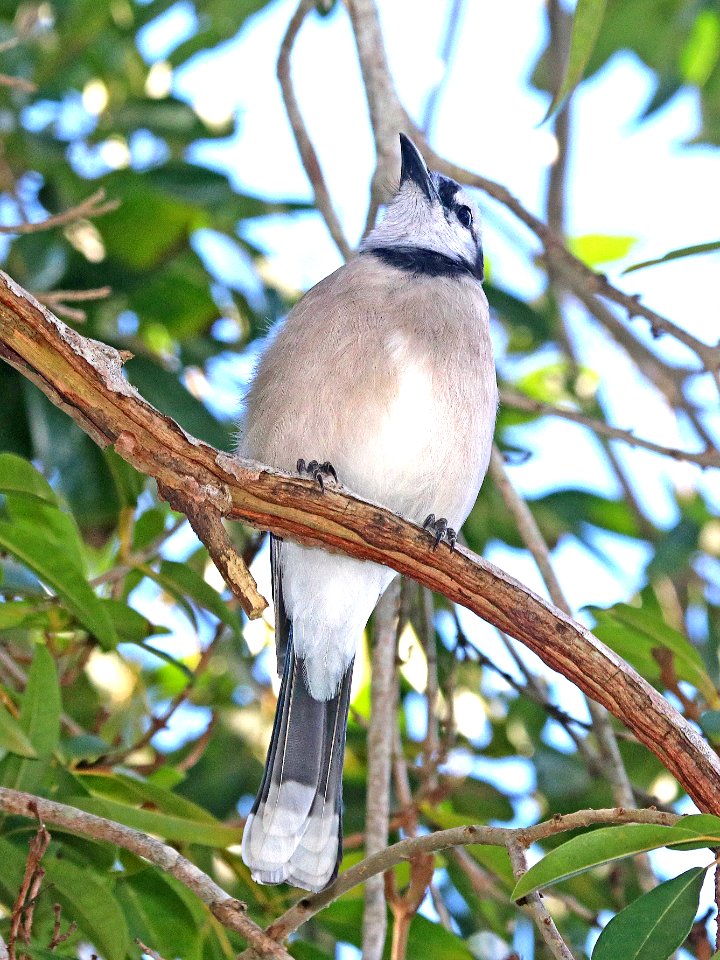 639 - BLUE JAY (1-7-2020) brewer park, south miami, miami-dade co, fl -05