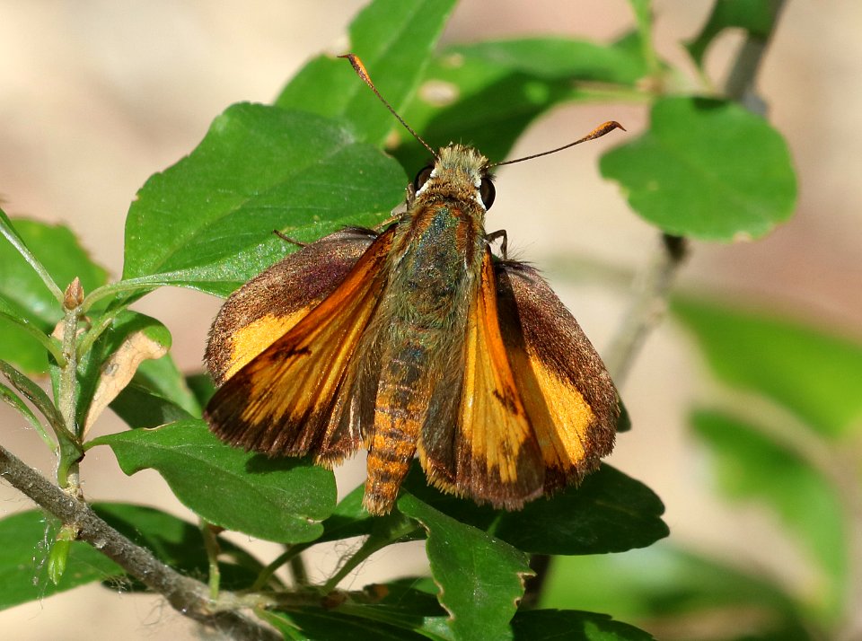 SKIPPER, TAXILES (Lon taxiles) (7-23-2016) farmington. san juan co, nm (1)