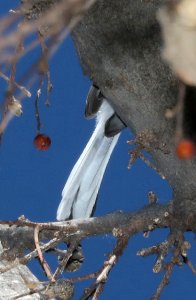 704 - BLACK-CAPPED GNATCATCHER (3-4-2017) patagonia lake, santa cruz co, az -03