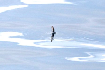 145 - FORK-TAILED STORM-PETRAL (6-30-2016) whittier, alaska to yakutat bay, alaska, via cruise ship -02