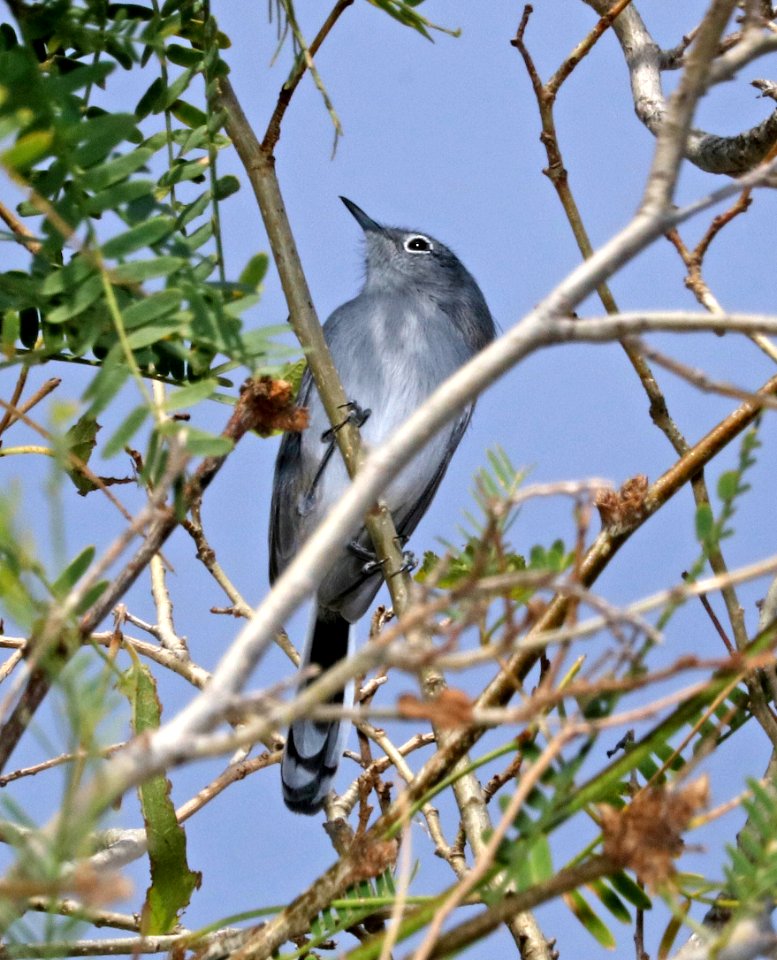 703 - BLACK-TAILED GNATCATCHER (11-10-2017) patagonia lake birding trail, santa cruz co, az -01