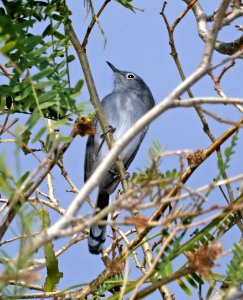 703 - BLACK-TAILED GNATCATCHER (11-10-2017) patagonia lake birding trail, santa cruz co, az -01