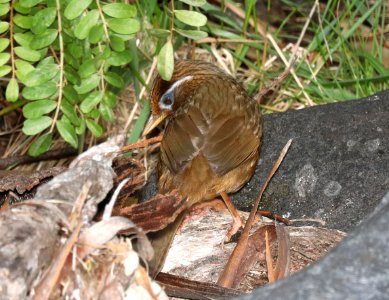 CHINESE HUAMEI (5-3-2018) hosmer grove, haleakala nat park, maui co, hawaii -02