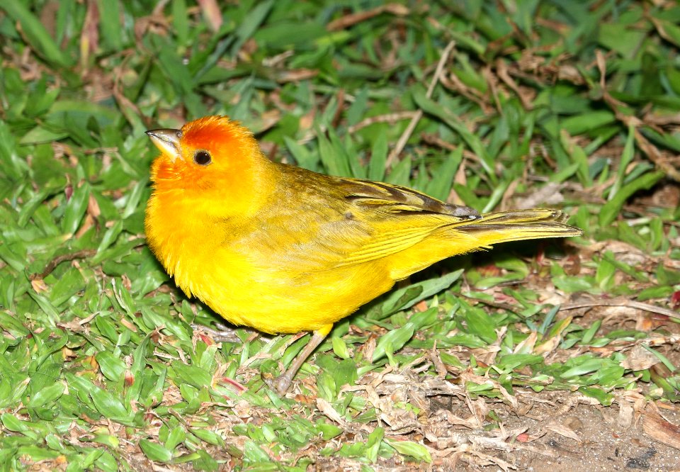 SAFFRON FINCH (8-28-2017) royal kona resort, kailua-kona, hawaii -10