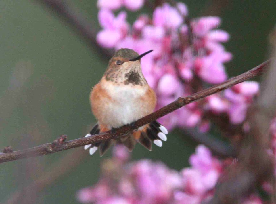 HUMMINGBIRD, selasphorus sp (3-20-09) canet rd -04