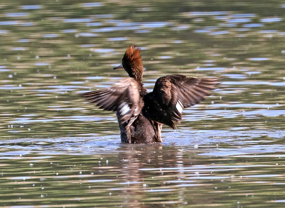 061 - HOODED MERGANSER (4-16-2017) female, patagonia lake, santa cruz co, az -05