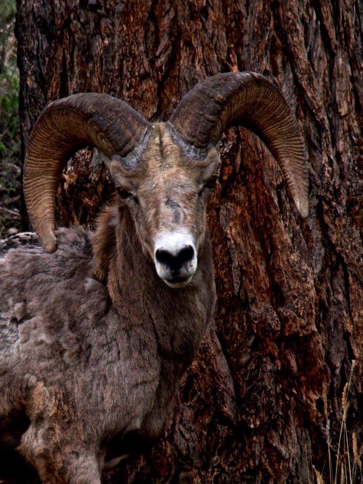bighorn and tree