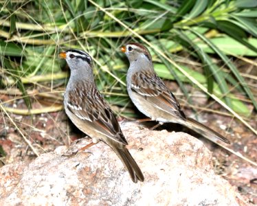 897 - WHITE-CROWNED SPARROW (3-1-2017) 78 circulo montana, patagonia lake ranch estates, scc, az