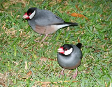 JAVA SPARROW (8-28-2017) royal kona resort, kailua-kona, hawaii (3)