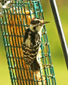535 - DOWNY WOODPECKER (9-27-2018) pepperell, middlesex co, ma -04
