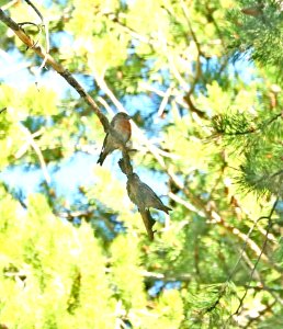 965.5 - CASSIA CROSSBILL (6-30-2018) trail n-w from upper penstamon c g, cassia co, id -21 male & juv