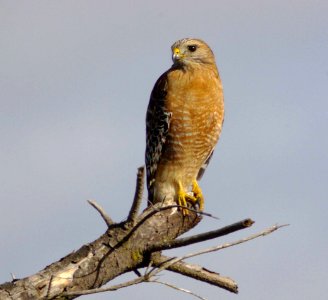 HAWK, RED-SHOULDERED (1-7-08) photo