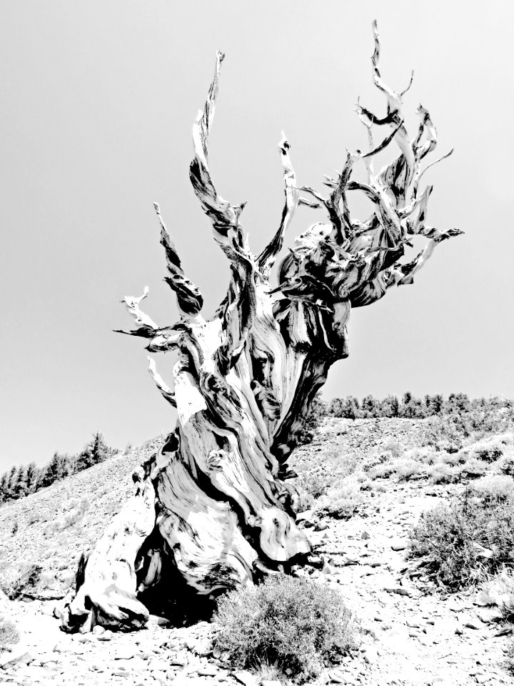 INYO BRISTLECONES & CAMPSITE (8-13-2017) - 03 BW3