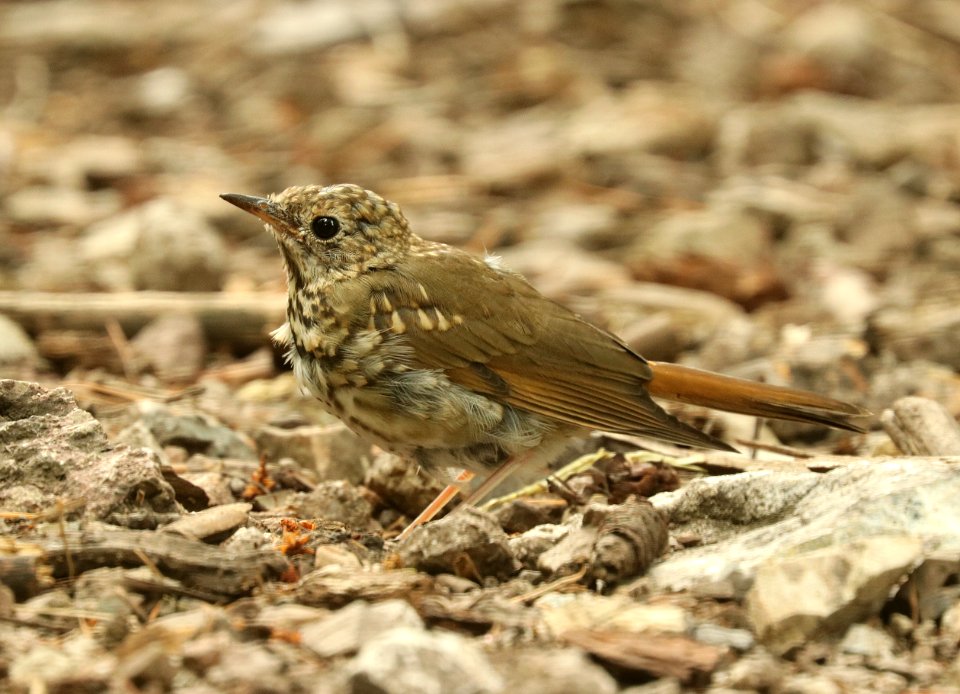 745 - HERMIT THRUSH (8-9-2019) juv, 8000 ft, iron creek c g, gila nat for, grant co, nm -01