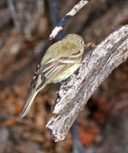 580 - HAMMOND' FLYCATCHER (2-2-2017) patagonia lake, santa cruz co, az -02