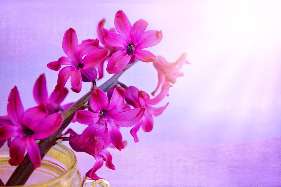 Pink spring flower fragrant