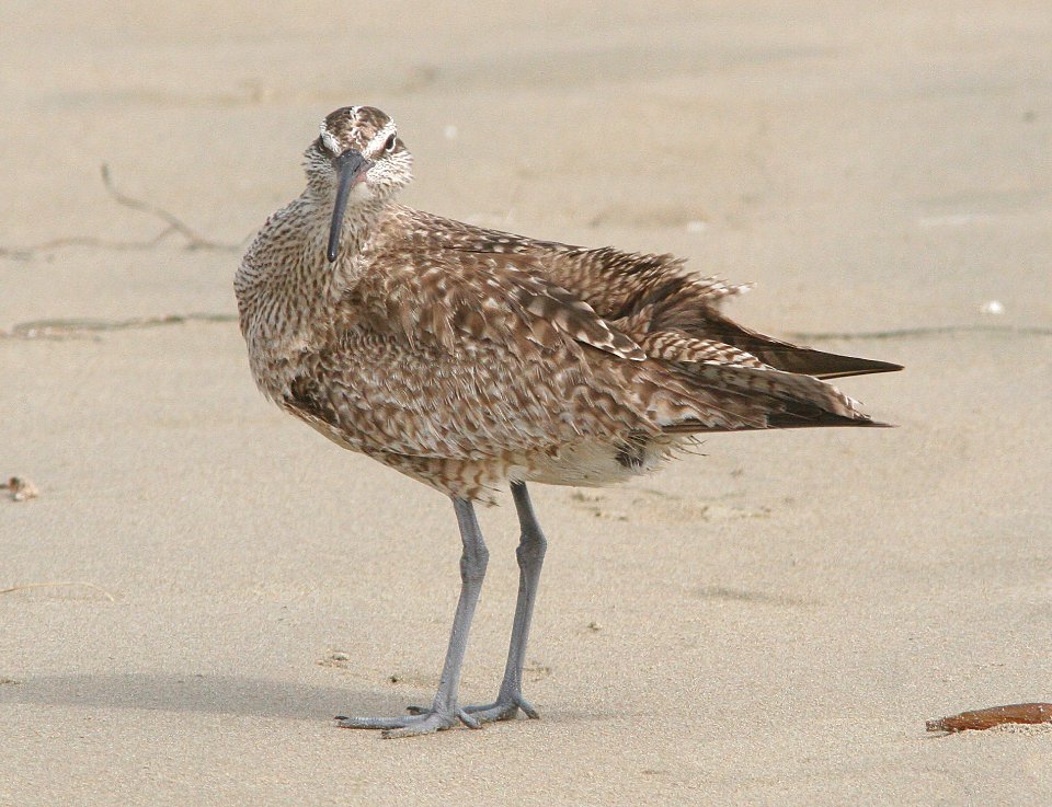 WHIMBREL (8-22-08) stand, morro bay -02