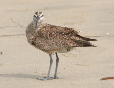 WHIMBREL (8-22-08) stand, morro bay -02