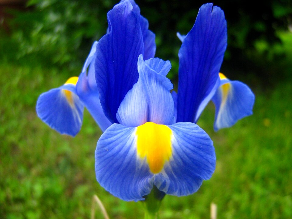 Spring flower fleur-de-lis spring