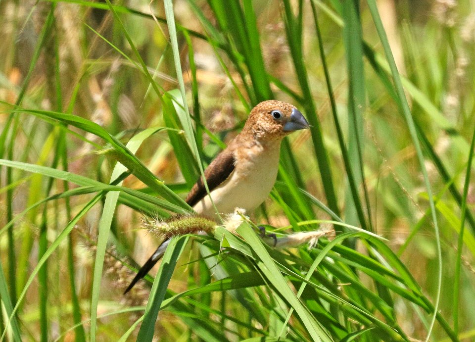 AFRICAN SILVERBILL (9-3-2017) waikui area, hawai'i co. hawaii -01