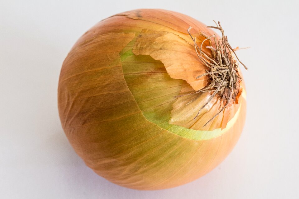 Bolle gartenzwiebel sommerzwiebel