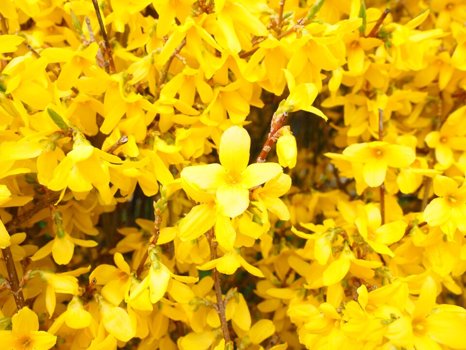 Branches gold lilac flower
